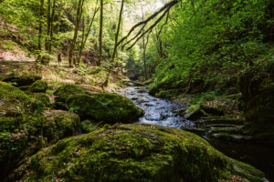 Ehrbachklamm mit moosbedeckten Findlingen im Vordergrund Ehrbachklamm mit moosbedeckten Findlingen im Vordergrund